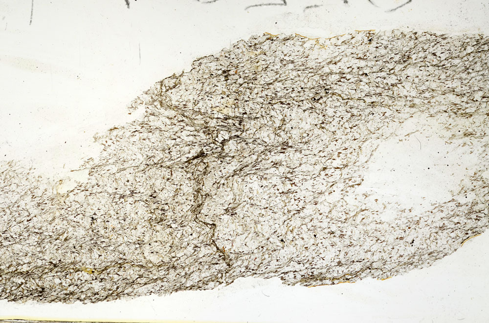 Plane Polarized, S88585
