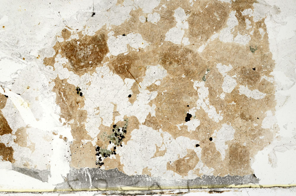 Plane Polarized, S88601