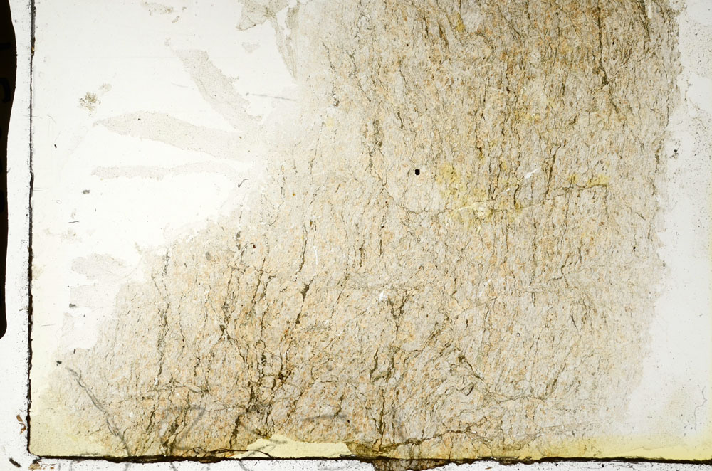 Plane Polarized, S88659