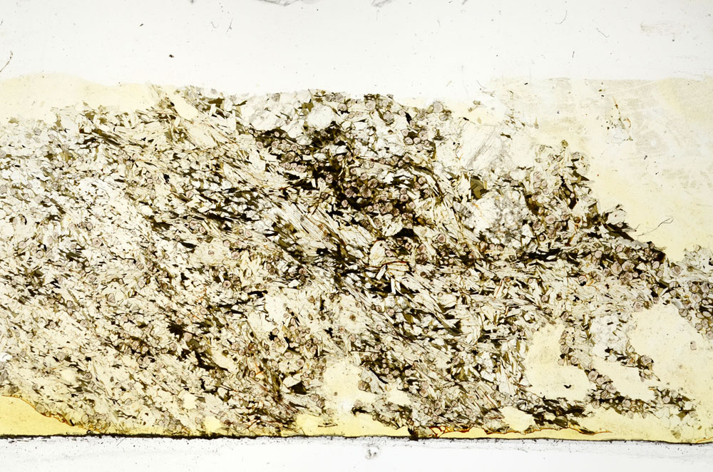 Plane Polarized, S88722