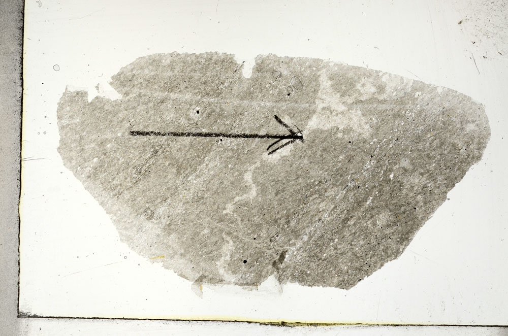 Plane Polarized, S88731