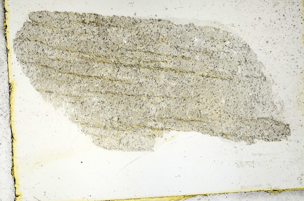 Plane Polarized, S88834
