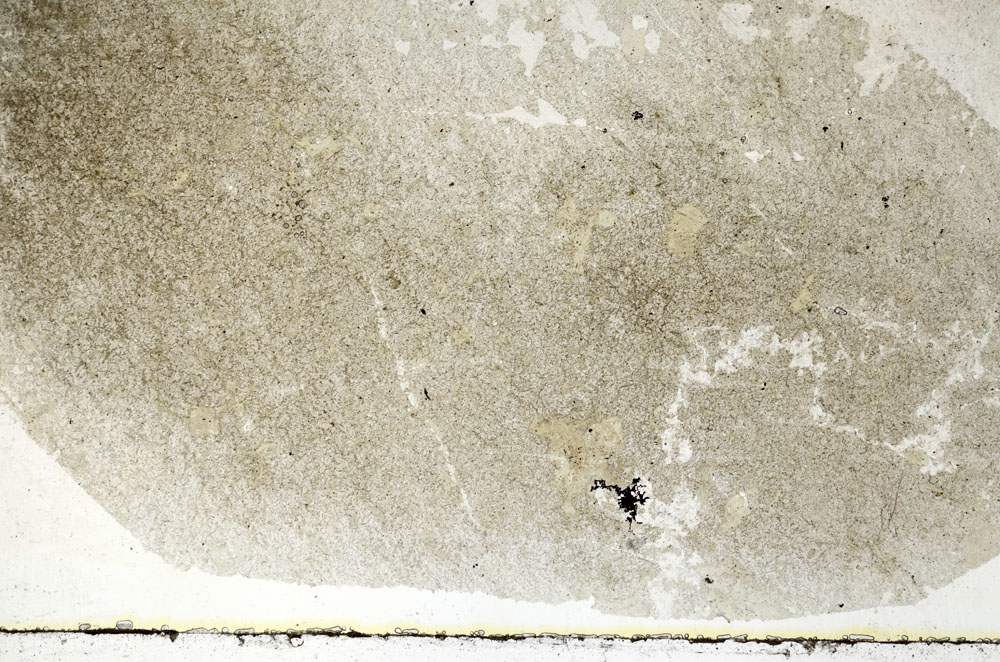 Plane Polarized, S88852