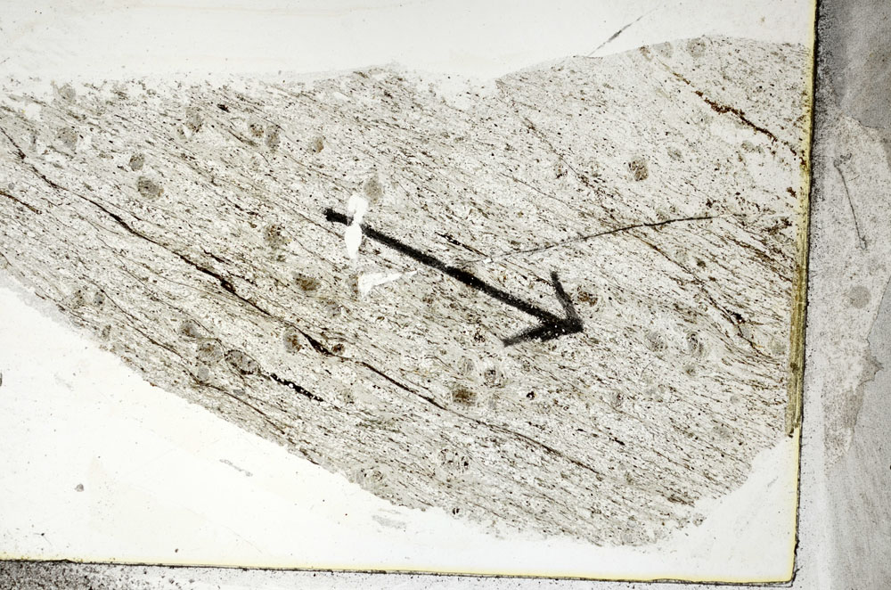 Plane Polarized, S88912