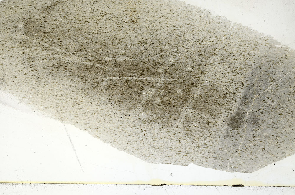 Plane Polarized, S88993