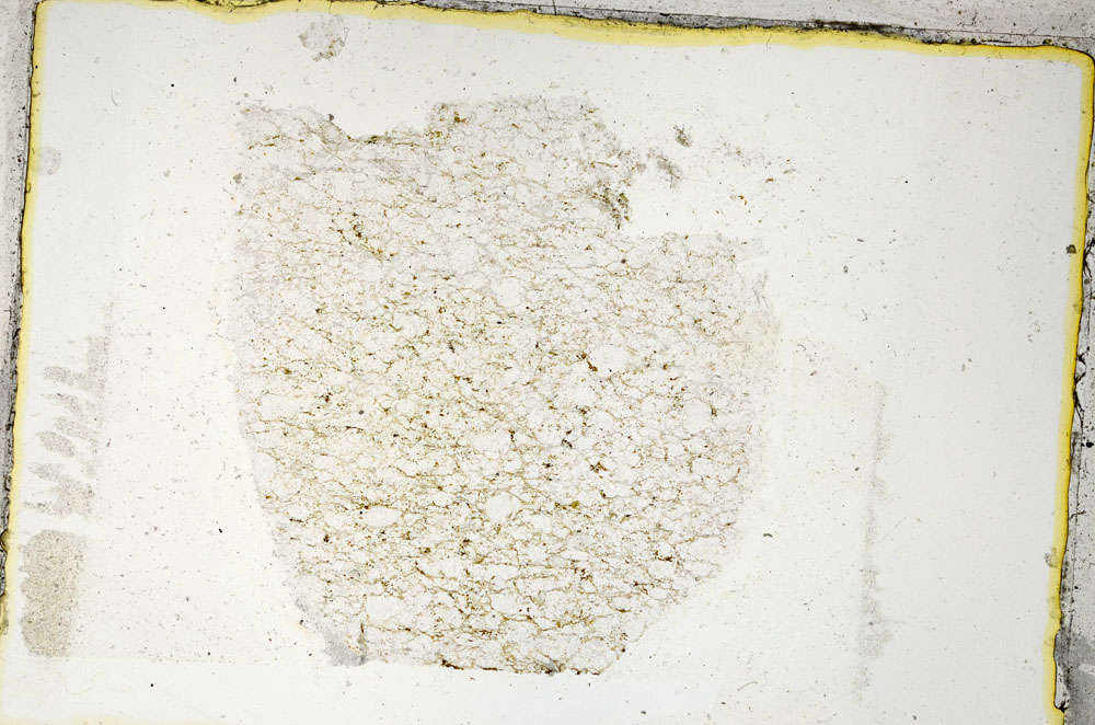 Plane Polarized, S89238