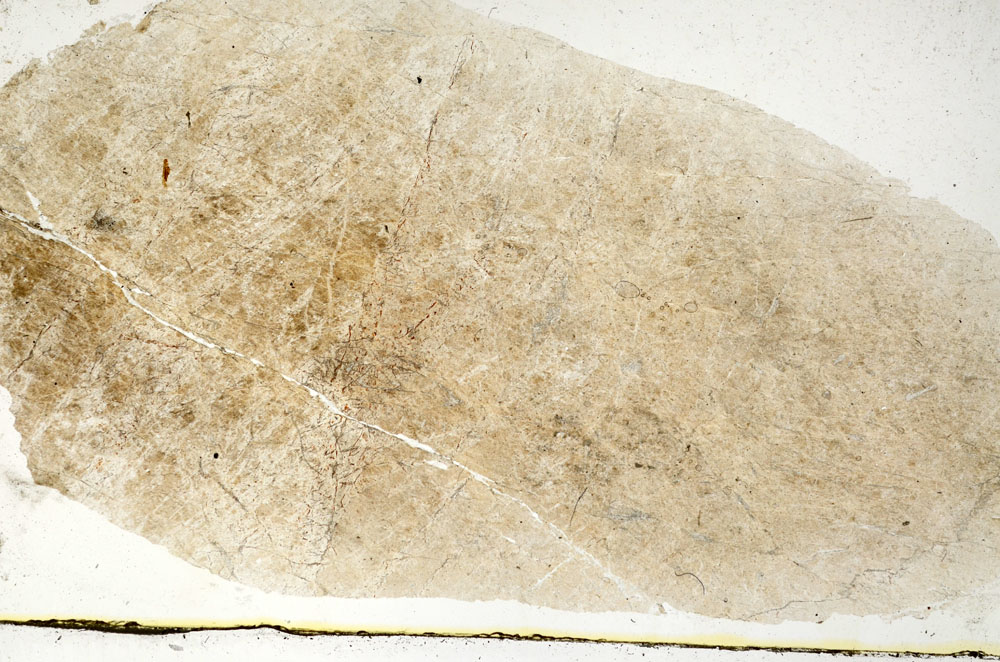Plane Polarized, S89273
