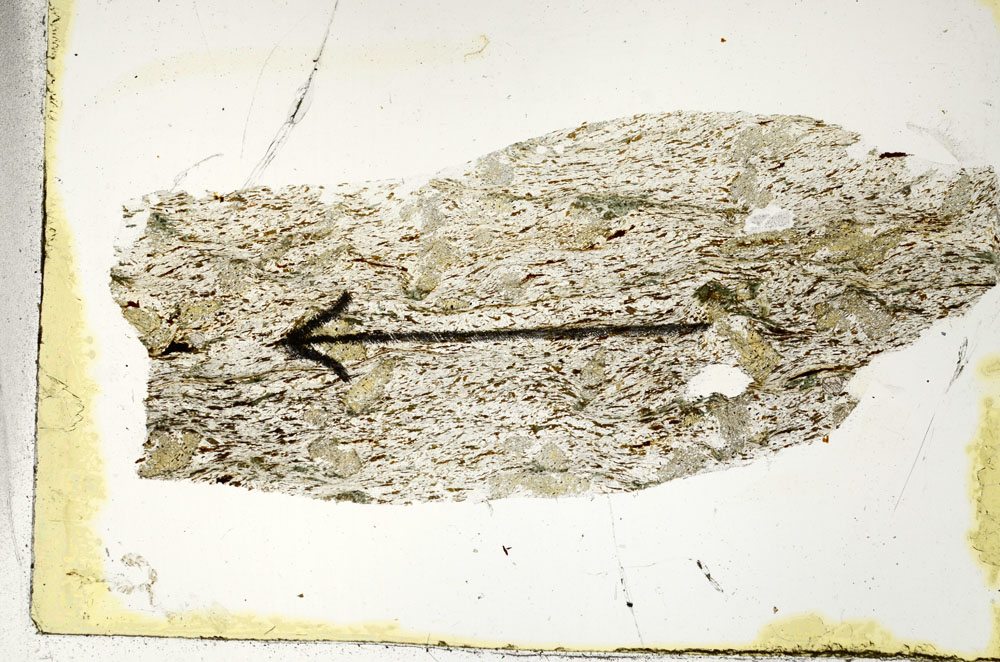 Plane Polarized, S89410