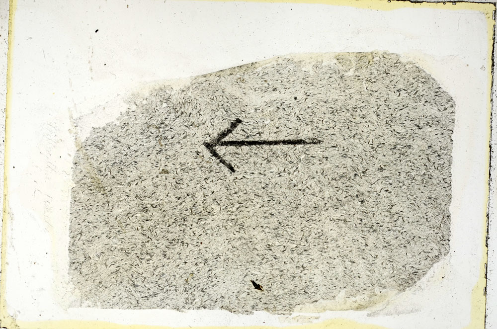 Plane Polarized, S89474