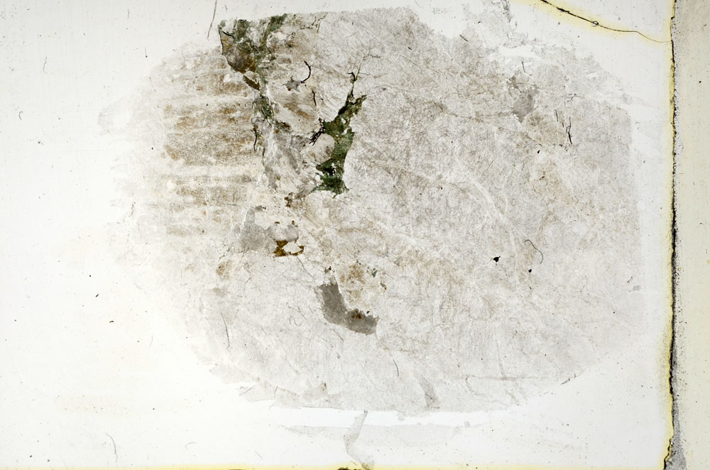 Plane Polarized, S89484