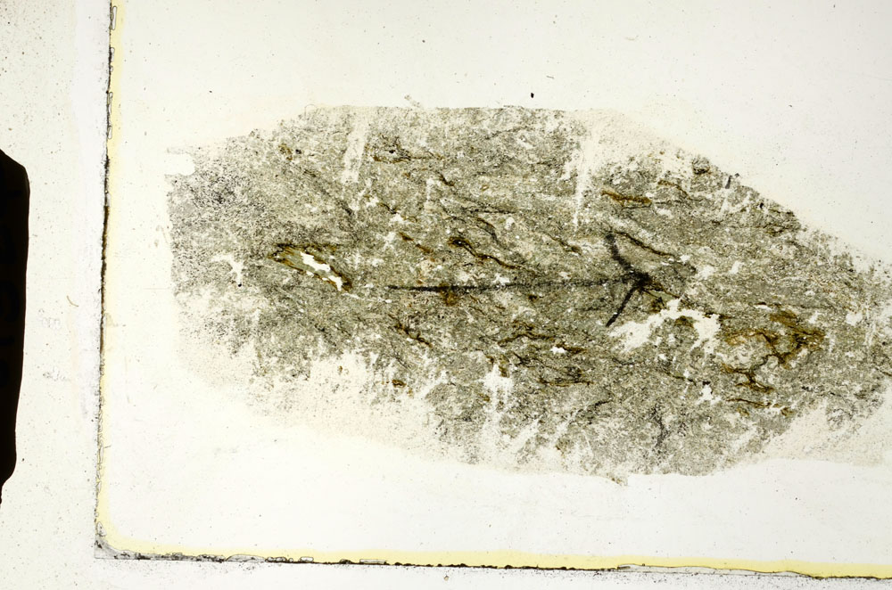 Plane Polarized, S89524