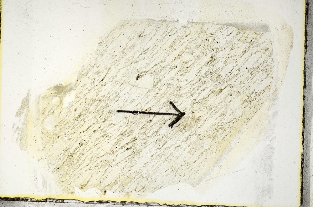 Plane Polarized, S89542