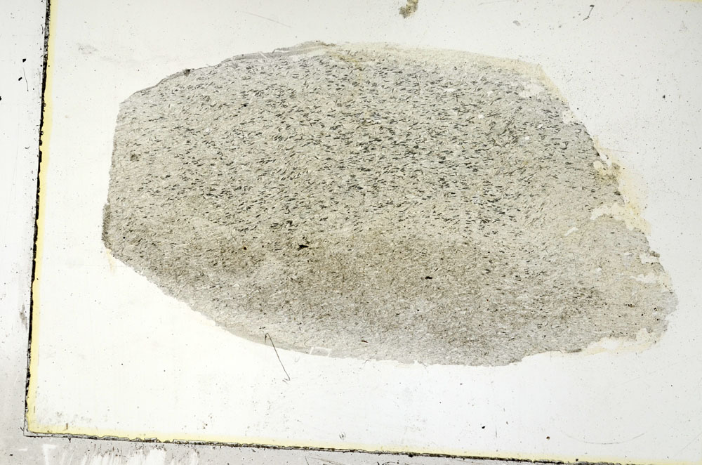 Plane Polarized, S89565