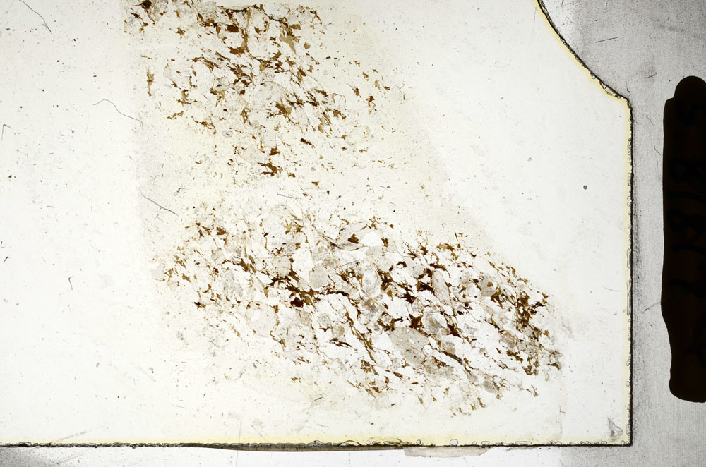 Plane Polarized, S89817