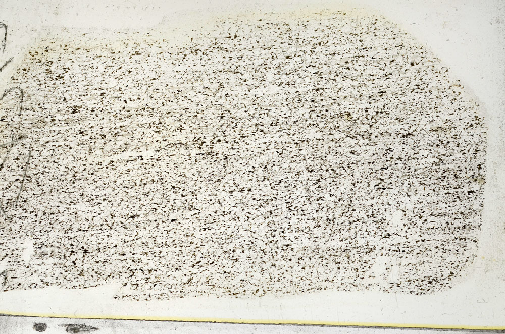 Plane Polarized, S89819