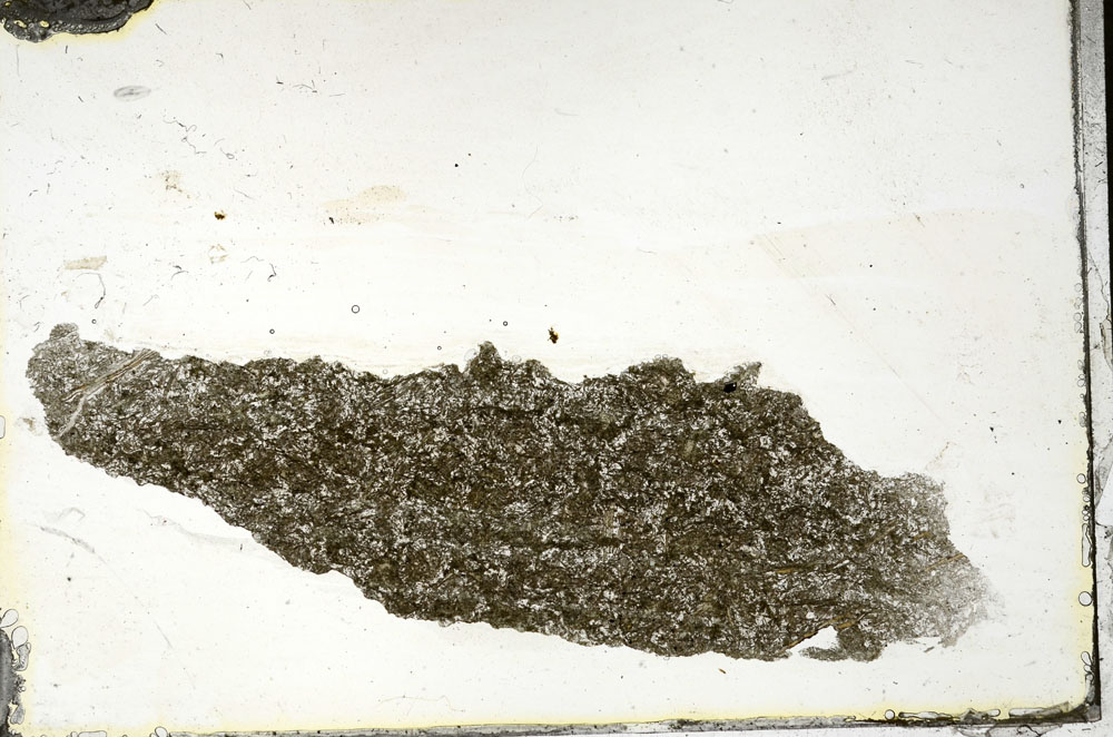 Plane Polarized, S89835