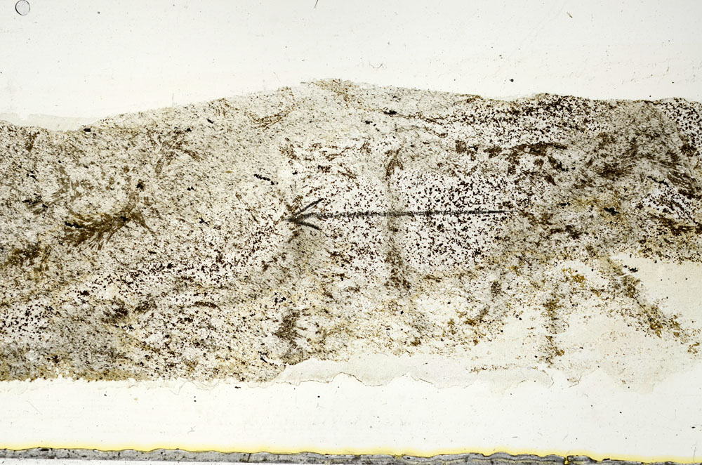 Plane Polarized, S89963