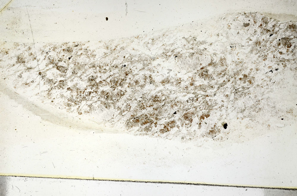 Plane Polarized, S89998
