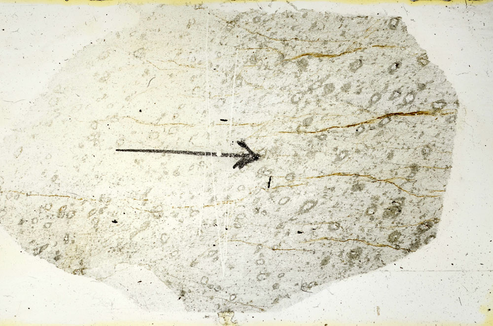 Plane Polarized, S90146