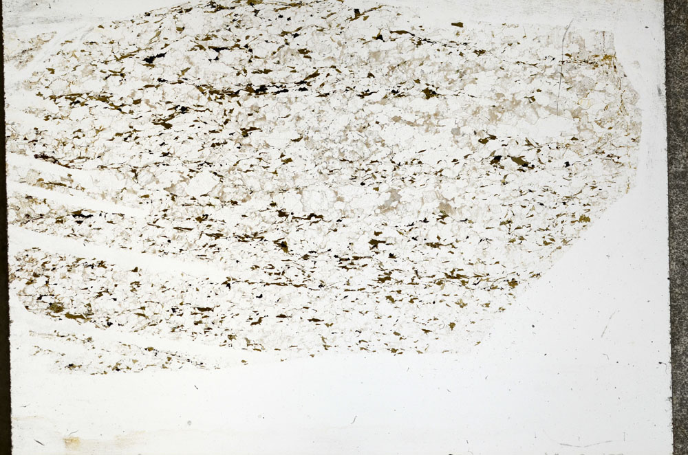 Plane Polarized, S92856