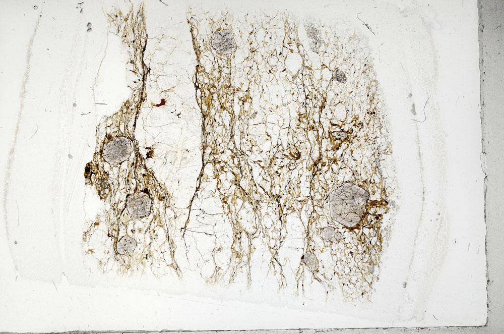 Plane Polarized, S95832