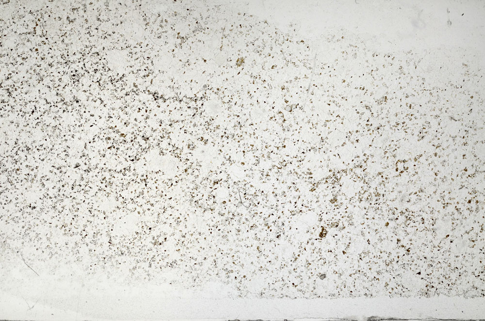 Plane Polarized, S95854