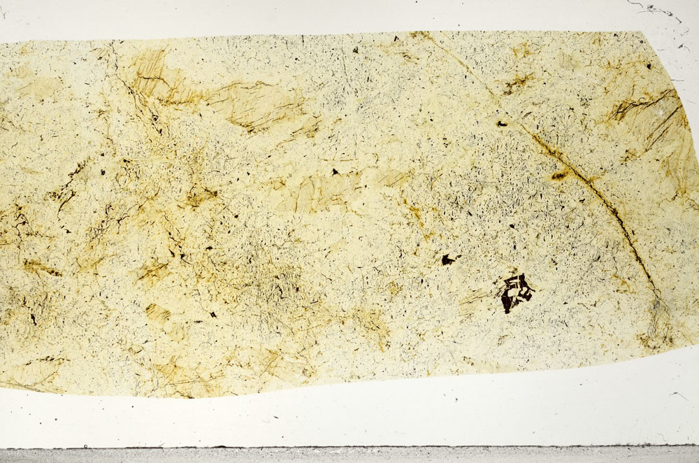 Plane Polarized, S97532