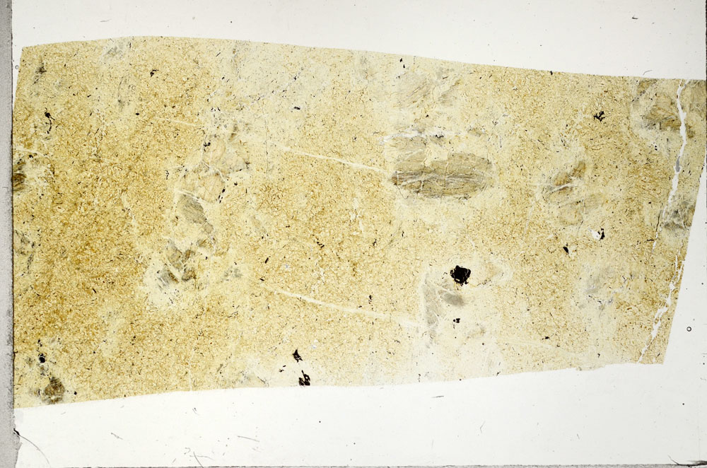 Plane Polarized, S97538