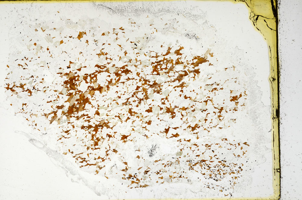 Plane Polarized, S97819