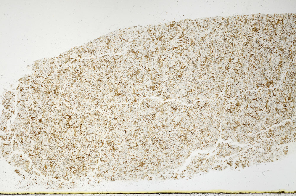Plane Polarized, S97824