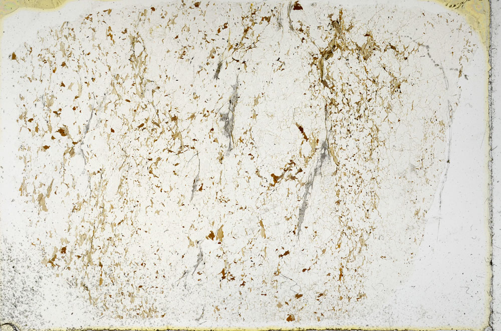 Plane Polarized, S97927