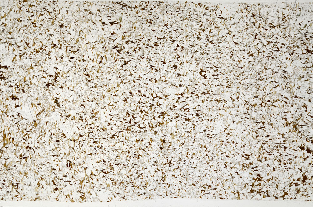 Plane Polarized, S99471