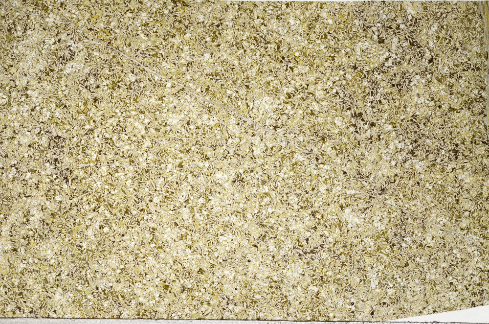 Plane Polarized, N2564