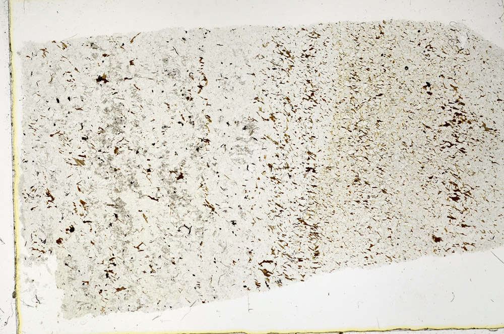 Plane Polarized, N3355