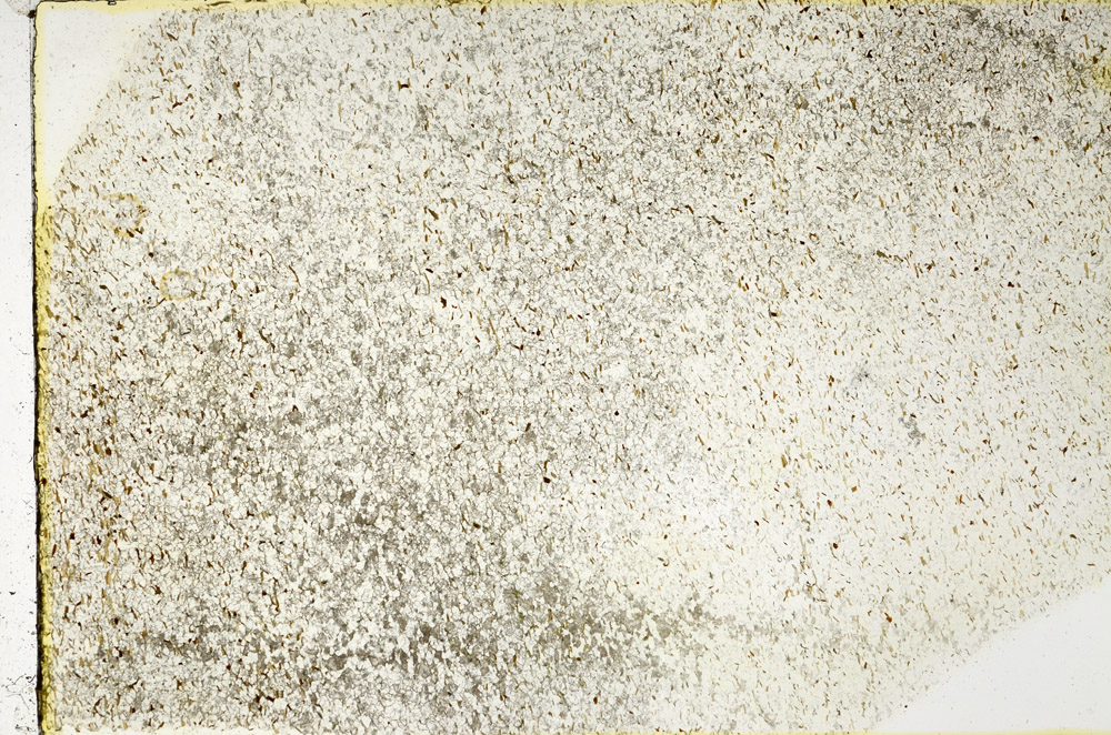 Plane Polarized, N3402