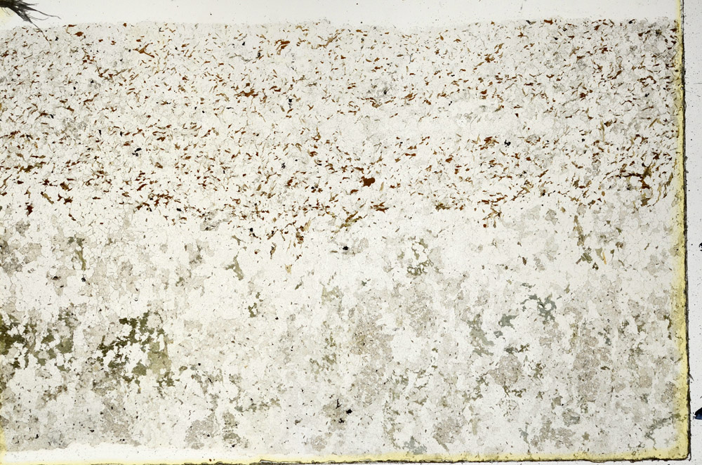 Plane Polarized, N3625