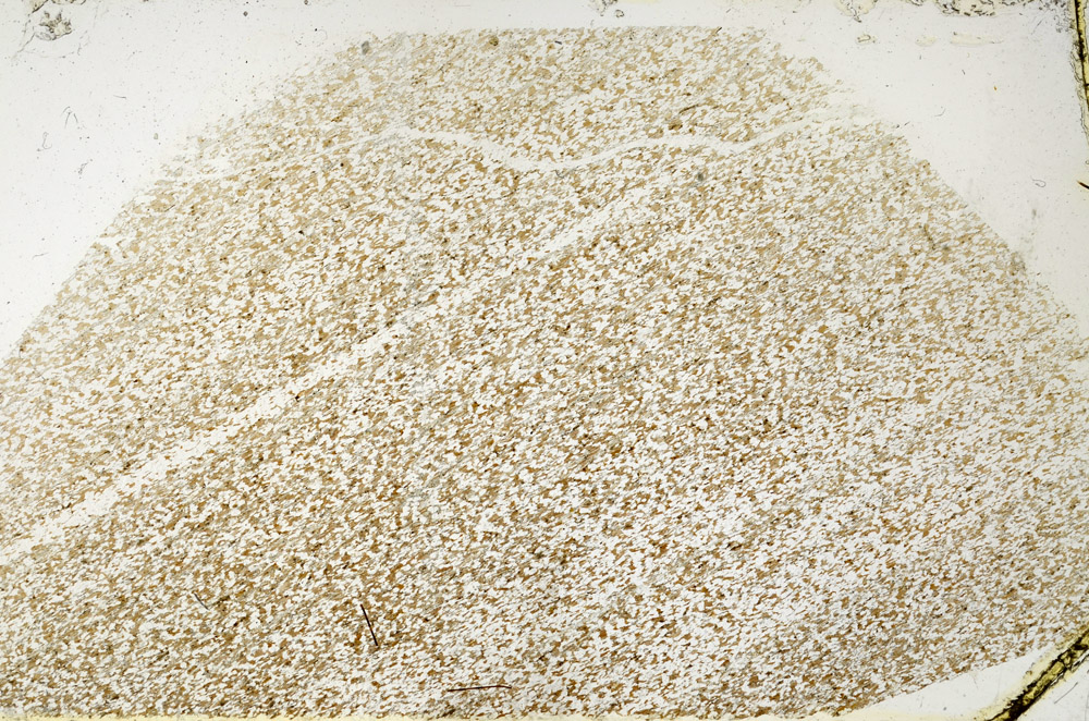 Plane Polarized, N3904