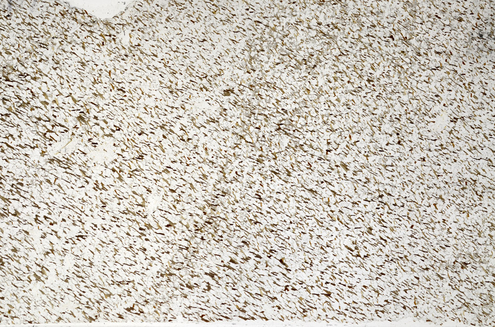 Plane Polarized, N4187