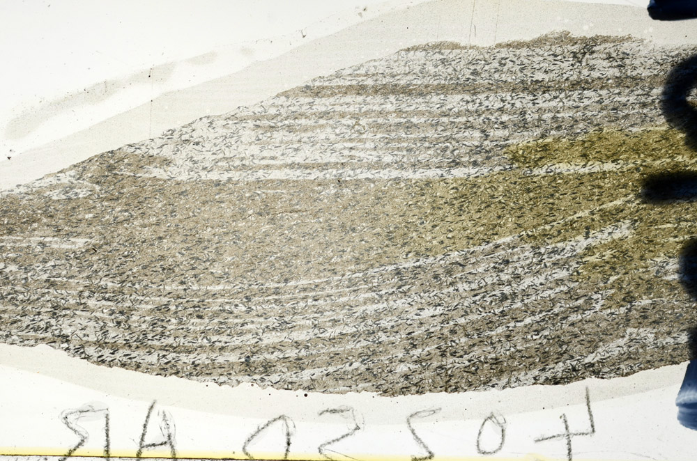 Plane Polarized, N9637