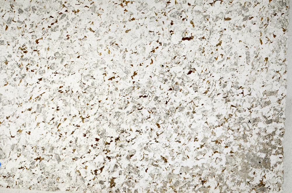 Plane Polarized, N10455