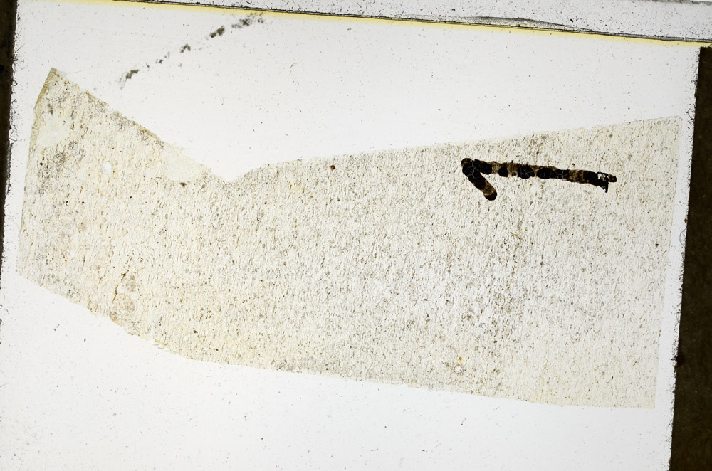 Plane Polarized, N11646/A