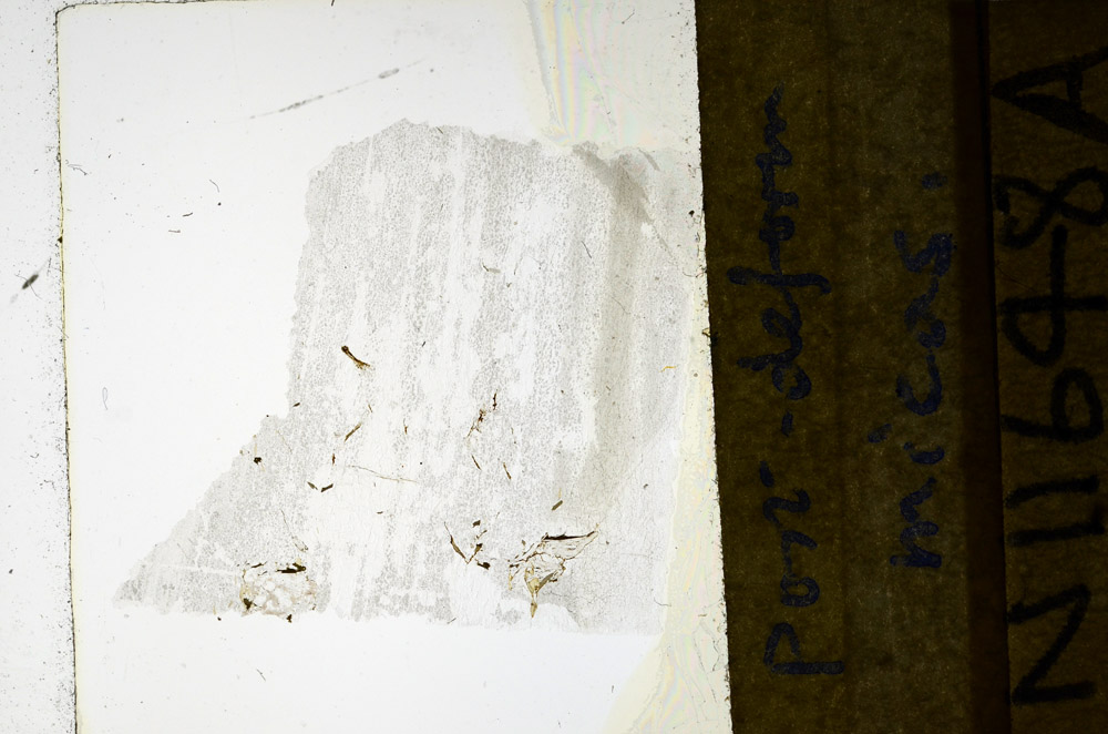 Plane Polarized, N11648/A