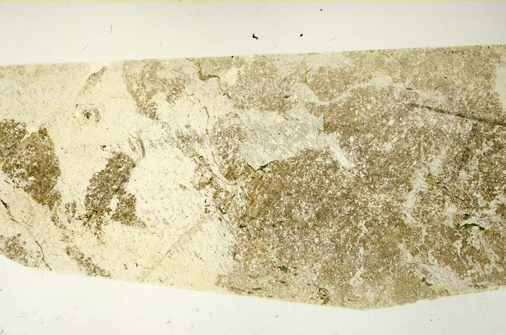 Plane Polarized, N11725