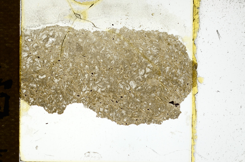 Plane Polarized, ED347