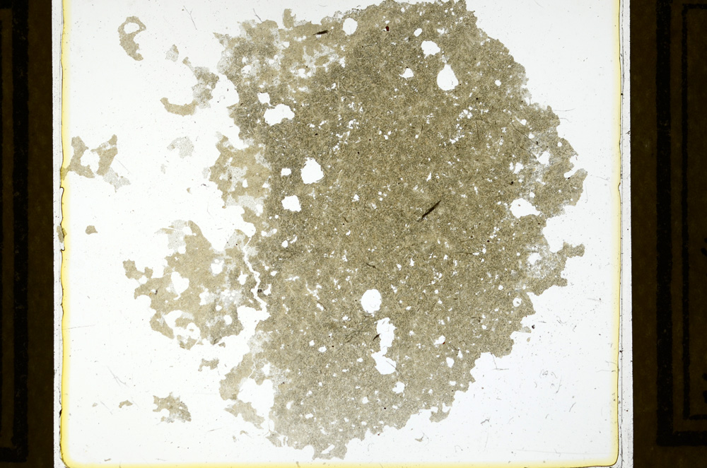 Plane Polarized, ED1205