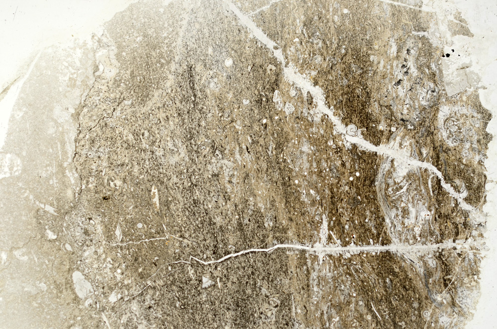 Plane Polarized, ED1278