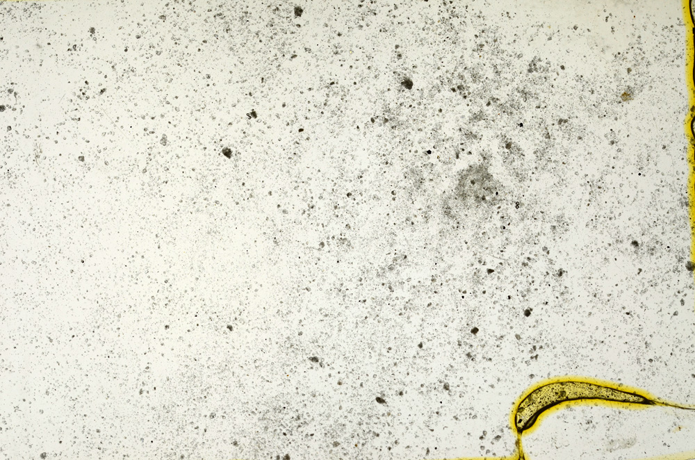 Plane Polarized, ED1568