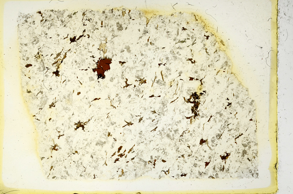 Plane Polarized, ED3919