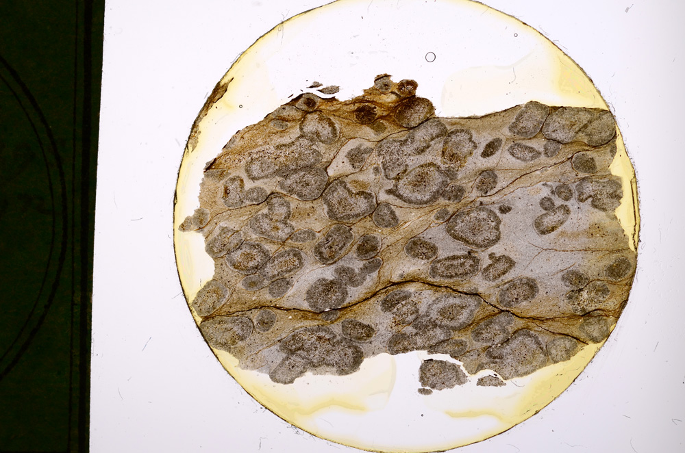 Plane Polarized, E326