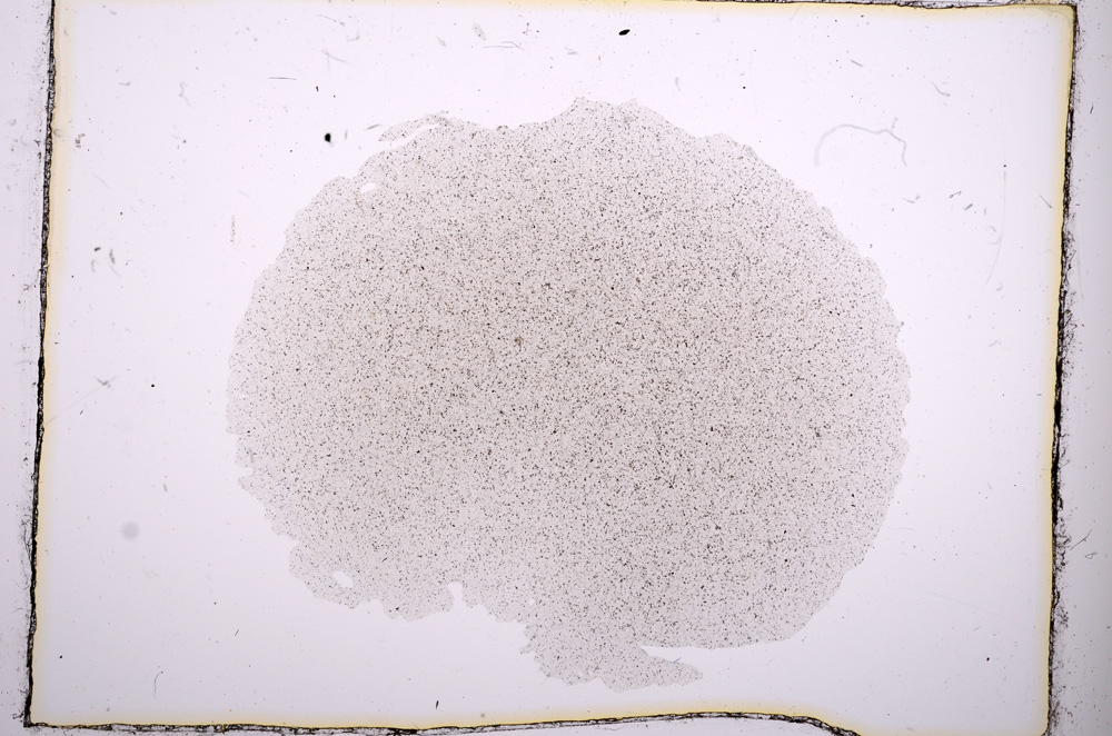 Plane Polarized, E389